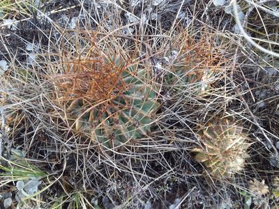 Lobivia pentlandii, photographed by Humber Alberto