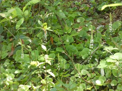 Galax urceolata, photographed by Morgan Freese