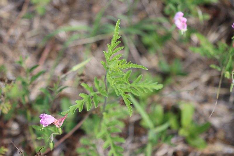 Ambrosia psilostachya, photographed by Rich Sommer