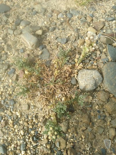 Laennecia artemisiifolia, photographed by Alfredo F. Fuentes Claros