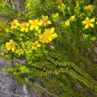 Hypericum tenuifolium, photographed by Laura Gaudette