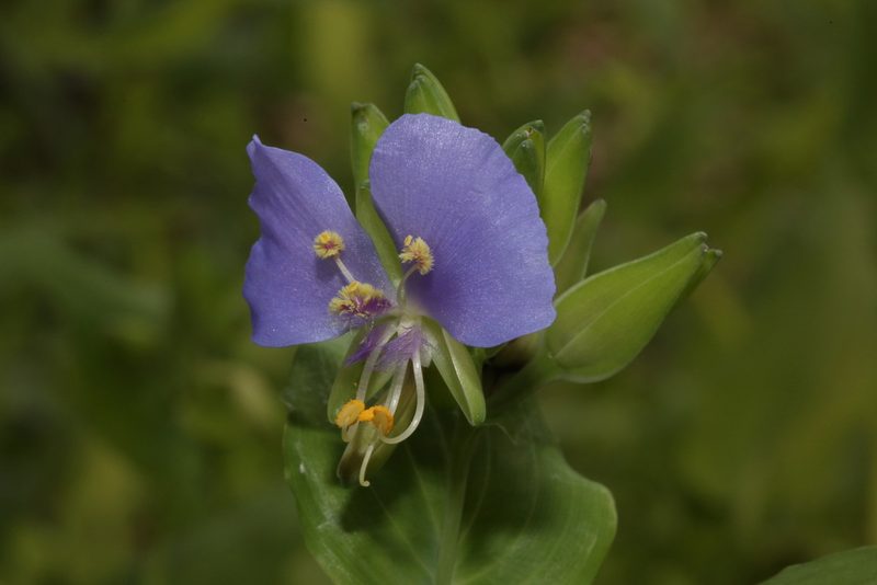 Tinantia anomala, photographed by Reid Hardin