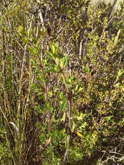 Clinopodium bolivianum, photographed by Humber Alberto