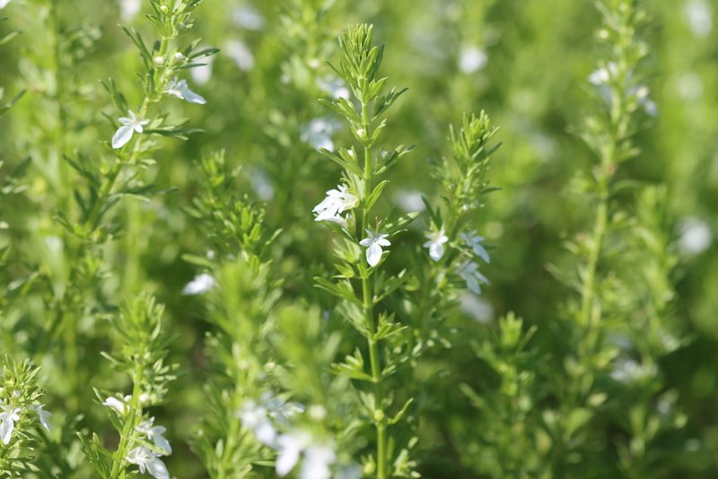 Teucrium cubense, photographed by Rich Sommer