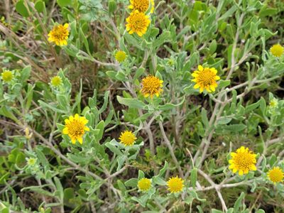 Borrichia frutescens, photographed by johnyochum