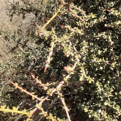 Condalia microphylla, photographed by Benjamin Bender
