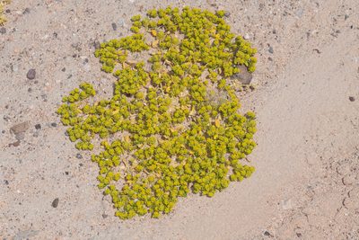 Lepidium flavum, photographed by Trevor Van Loon