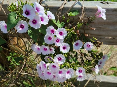 Ipomoea amnicola, photographed by johnyochum