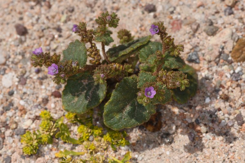 Phacelia pachyphylla, photographed by Trevor Van Loon