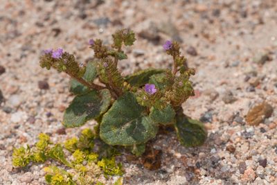 Phacelia pachyphylla, photographed by Trevor Van Loon
