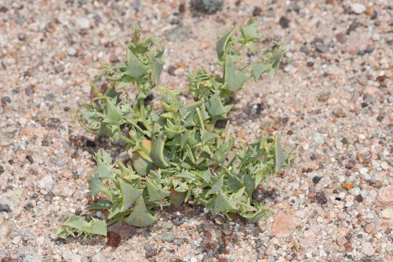 Atriplex phyllostegia, photographed by Trevor Van Loon