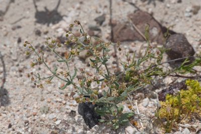Eriogonum maculatum, photographed by Trevor Van Loon