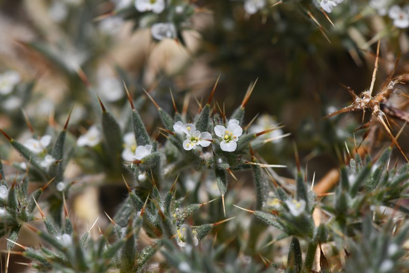 Chorizanthe spinosa, photographed by Trevor Van Loon