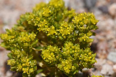 Lepidium flavum, photographed by Trevor Van Loon