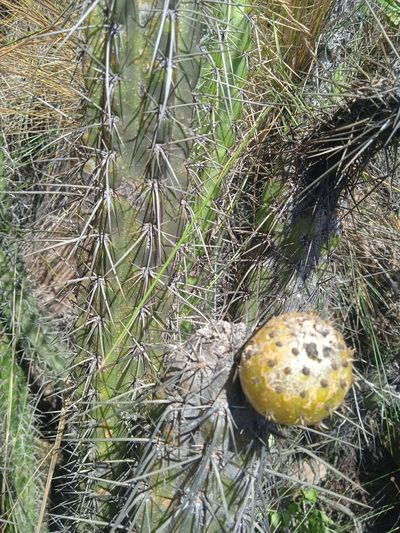 Corryocactus melanotrichus, photographed by juan cesar ajacopa laime