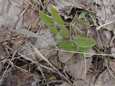 Lathyrus ochroleucus, photographed by Mary Krieger