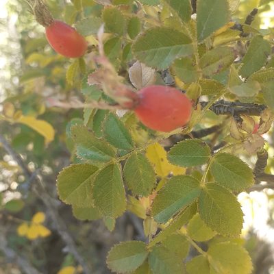 Rosa rubiginosa, photographed by Benjamin Bender