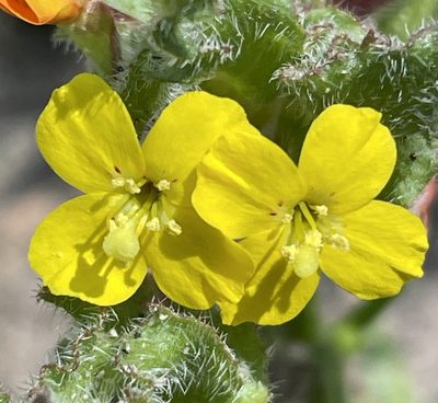 Camissoniopsis micrantha, photographed by Irene