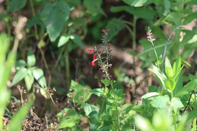Salvia coccinea, photographed by Rich Sommer