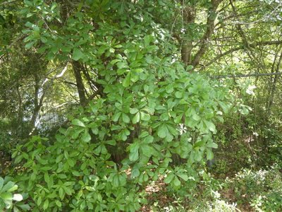 Quercus nigra, photographed by Morgan Freese