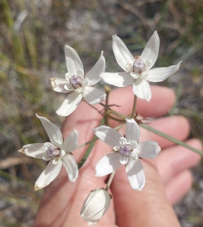 Asclepias feayi, photographed by Laura Gaudette