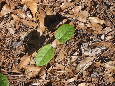 Bignonia capreolata, photographed by Morgan Freese