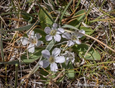 Hesperochiron nanus, photographed by Tim Messick