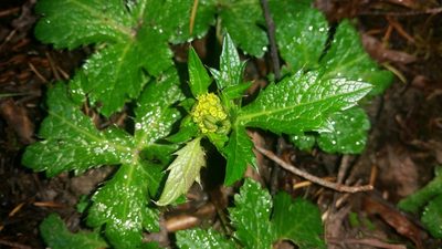 Sanicula crassicaulis, photographed by user12