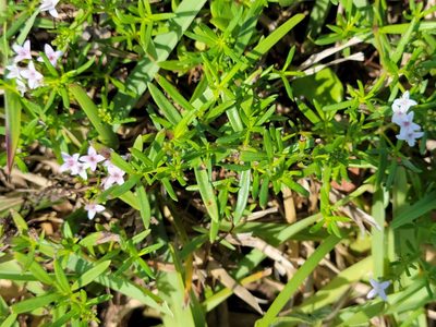 Stenaria nigricans, photographed by johnyochum