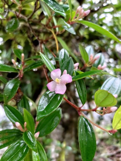 Medinilla fengii, photographed by Yun-Chen Hsieh