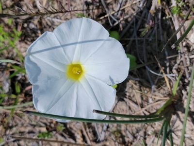 Ipomoea imperati, photographed by johnyochum