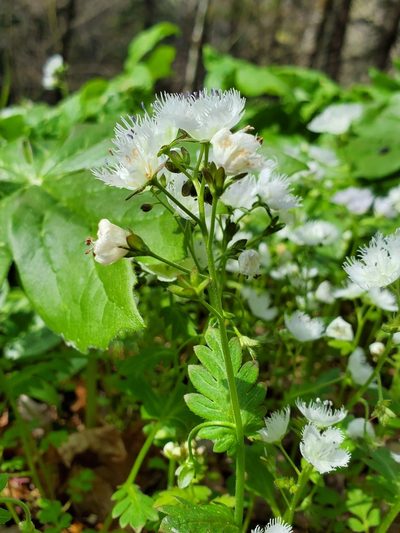Phacelia fimbriata, photographed by Will Kuhn