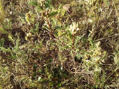Astragalus garbancillo, photographed by Humber Alberto