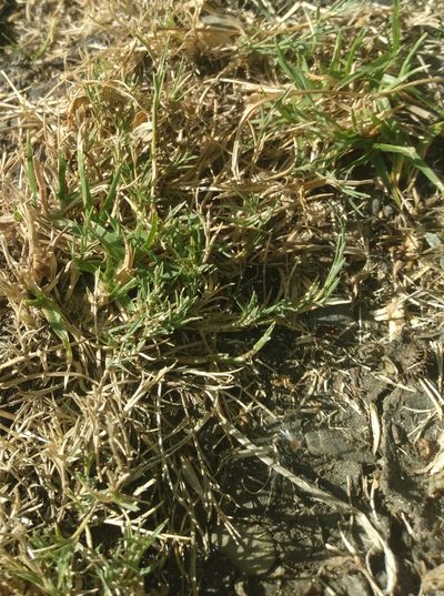 Muhlenbergia fastigiata, photographed by Alfredo F. Fuentes Claros