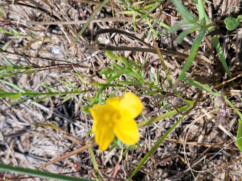 Linum berlandieri, photographed by johnyochum