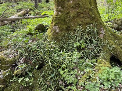 Asplenium rhizophyllum, photographed by Brandon Corder