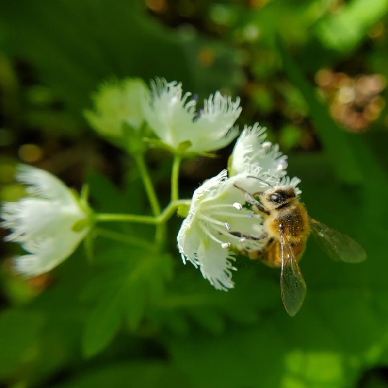 Phacelia fimbriata, photographed by Will Kuhn