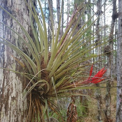 Tillandsia fasciculata, photographed by Laura Gaudette