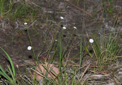 Eriocaulon compressum, photographed by Mike Duran