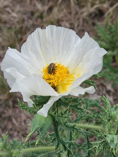 Argemone aurantiaca, photographed by Jo Roberts