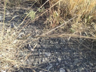 Aristida setacea