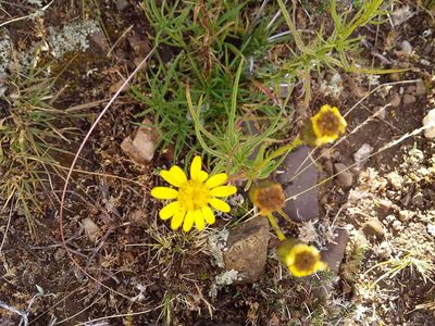 Senecio clivicola, photographed by Humber Alberto