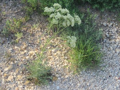 Hymenopappus scabiosaeus, photographed by Brad Banner
