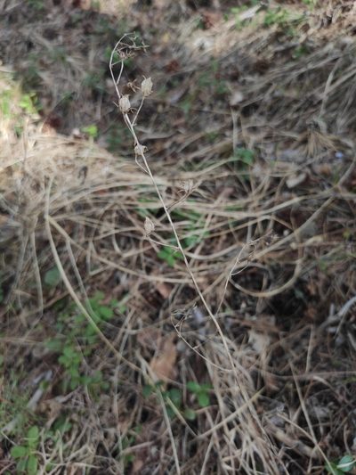 Anticlea sibirica, photographed by Юлия