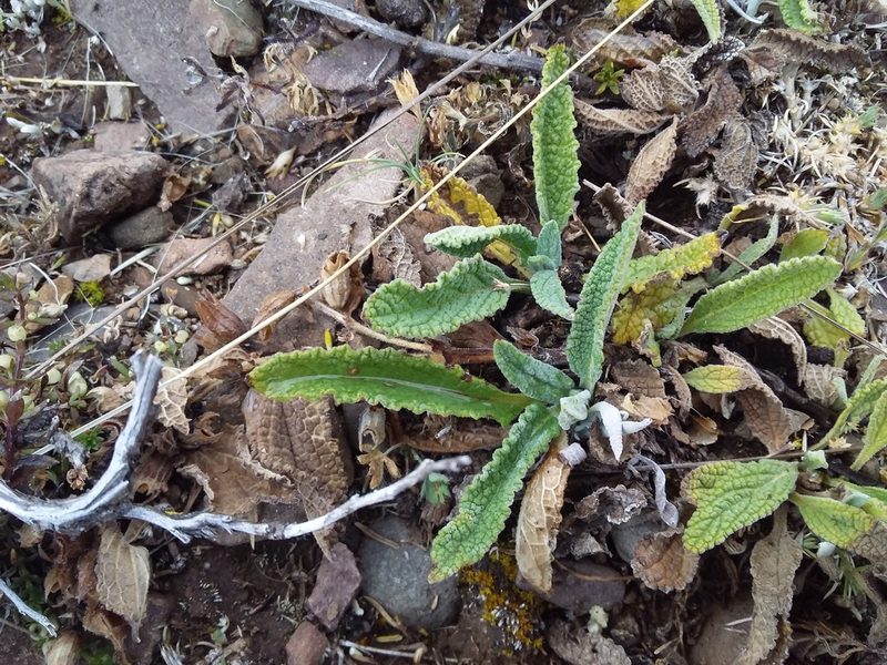 Lepechinia meyenii, photographed by Humber Alberto