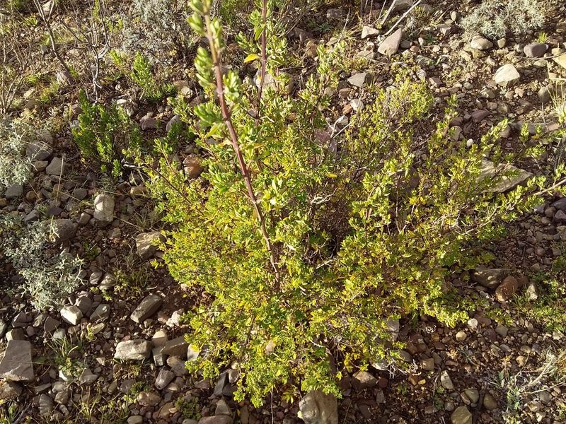 Clinopodium bolivianum, photographed by Humber Alberto