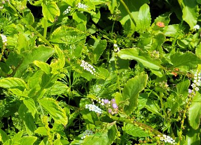 Heliotropium angiospermum, photographed by johnyochum
