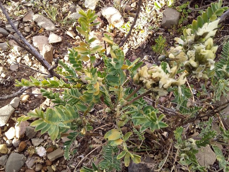 Astragalus garbancillo, photographed by Humber Alberto