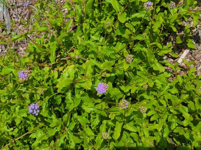 Conoclinium betonicifolium