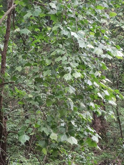 Platanus rzedowskii, photographed by Liliana Ramírez-Freire